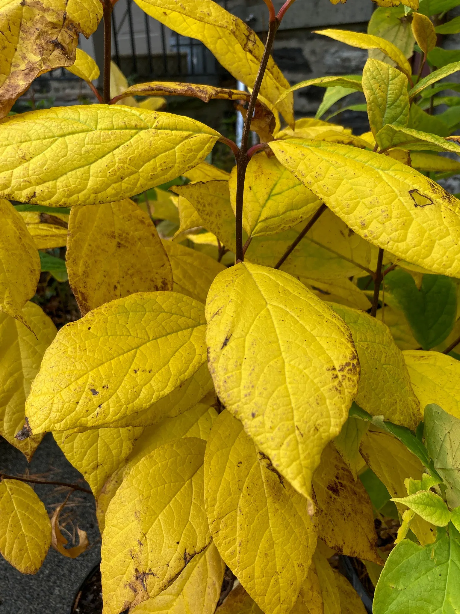 Carolina Allspice - Calycanthus floridus