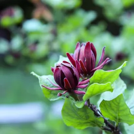 Carolina Allspice - Calycanthus floridus