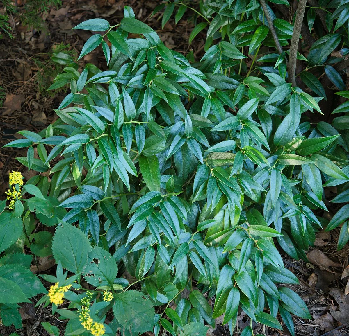 Dwarf Doghobble - Leucothoe fontanesiana 'Nana'