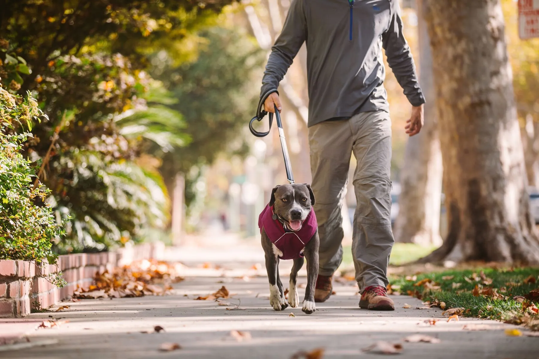 Stumptown™ Quilted Dog Coat