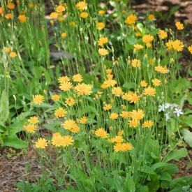 Two-flower Dwarf Dandelion - Krigia biflora